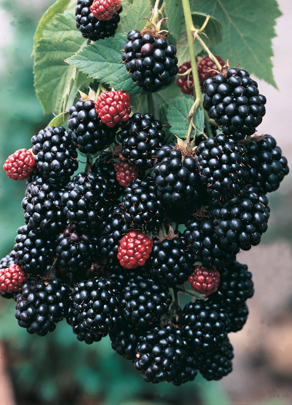 Ежевика Торнфри